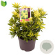 Pieris jap. 'Sinfonia' 25-30 cm 2,0L