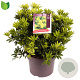 Pieris jap. 'Sinfonia' 30-40 cm 5,0L