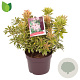 Pieris jap. 'Variegata' 25-30 cm 2,0L