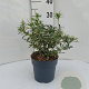 Pieris jap. 'Variegata' 50-55 cm 13L