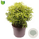 Pieris jap. 'Valley Valentine' 40-50 cm 7,5L