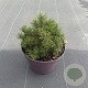 Pinus mugo 30-35 cm 7,5L