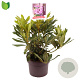 Rhododendron 'Orakel' 30-40 cm 5,0L