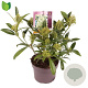 Skimmia confusa 'Kew Green' 30-40 cm 3,0L