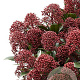 Skimmia j. Rubesta Jos 30-40 cm 10L