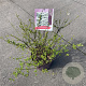 Spiraea nipp. 'Snowmound' 30-40 cm 7,5L