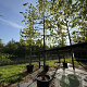 Tilia europaea 'Pallida' 20-25 cm cont. 110L lei 200cm stam