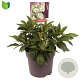 Viburnum davidii GM 10L