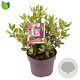 Viburnum tin. 'Gwenllian' 30-35 cm 5,0L