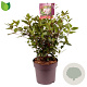 Viburnum tin. Spirit 40-45 cm 10L