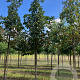 Aesculus carnea 'Briotii' 20-25 HO draadkluit