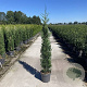 Cupressocyparis l. 'Tweeduizendéén' 250-300 cm draadkluit solitair