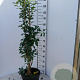 Exochorda 'The Bride' 100-125 cm 15L