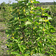 Magnolia brookl. 'Yellow Bird' 175-200 cm draadkluit meerstammig 200-250 diameter