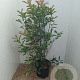 Photinia fraseri 'Red Robin' 100-125 cm 20L
