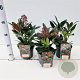 Skimmia j. 'Rubella' 20-25 cm 2,0L