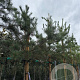 Pinus sylvestris 16-18 HO cont. 110L