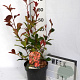 Photinia fraseri 'Red Robin' 40-50 cm 5,0L
