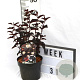 Physocarpus opulif. Panther 40-60 cm 3,0L