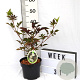 Sambucus nigra 'Guincho Purple' 40-60 cm 3,0L