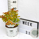 Spiraea Double Play Big Bang 40-60 cm 3,0L