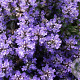 Ajuga tenorii 'Valfredda' GM P9