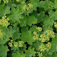 Alchemilla epipsila GM P9