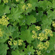 Alchemilla epipsila GM P9
