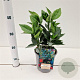 Aucuba jap. 'Rozannie' 20-30 cm 2,5L