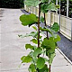Corylus avellana 100-125 cm 5,0L