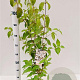 Cornus kousa chinensis 60-80 cm 3,0L