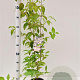 Cornus kousa chinensis 60-80 cm 3,0L
