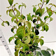 Cornus kousa chinensis 80-100 cm 5,0L