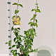 Cornus mas 60-80 cm 3,0L