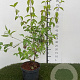 Cornus mas 60-80 cm 3,0L