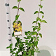 Cornus mas 60-80 cm 3,0L