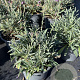 Erysimum 'Bowles' Mauve' GM 2,0L