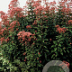 Eupatorium mac. 'Atropurpureum' GM P9