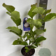 Magnolia denudata 'Double Diamond' 70-90 cm P23