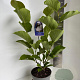 Magnolia denudata 'Double Diamond' 70-90 cm P23