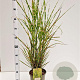 Miscanthus sin. 'Strictus' 60-80 cm 4,0L