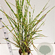 Miscanthus sin. 'Strictus' 60-80 cm 4,0L