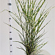Miscanthus sin. 'Strictus' 60-80 cm 4,0L