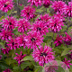 Monarda 'Pink Lace' GM P9