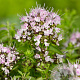 Origanum vulg. 'Compactum' GM P9