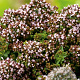 Origanum vulg. 'Compactum' GM P9