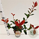 Photinia fraseri Carré Rouge 40-50 cm 2,5L