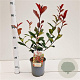 Photinia fraseri Carré Rouge 40-50 cm 2,5L