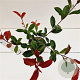 Photinia fraseri Carré Rouge 40-50 cm 2,5L