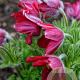 Pulsatilla v. 'Pulsar Red Shades' GM P9